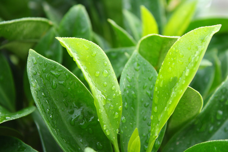 绿色的叶子和雨滴