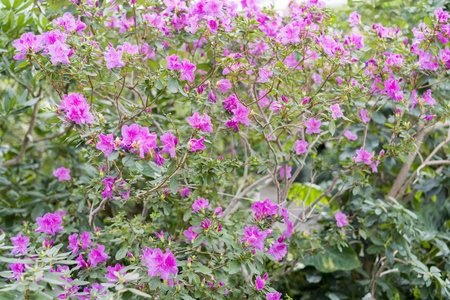 花园里的大粉红色杜鹃花灌木。开花杜鹃花季节