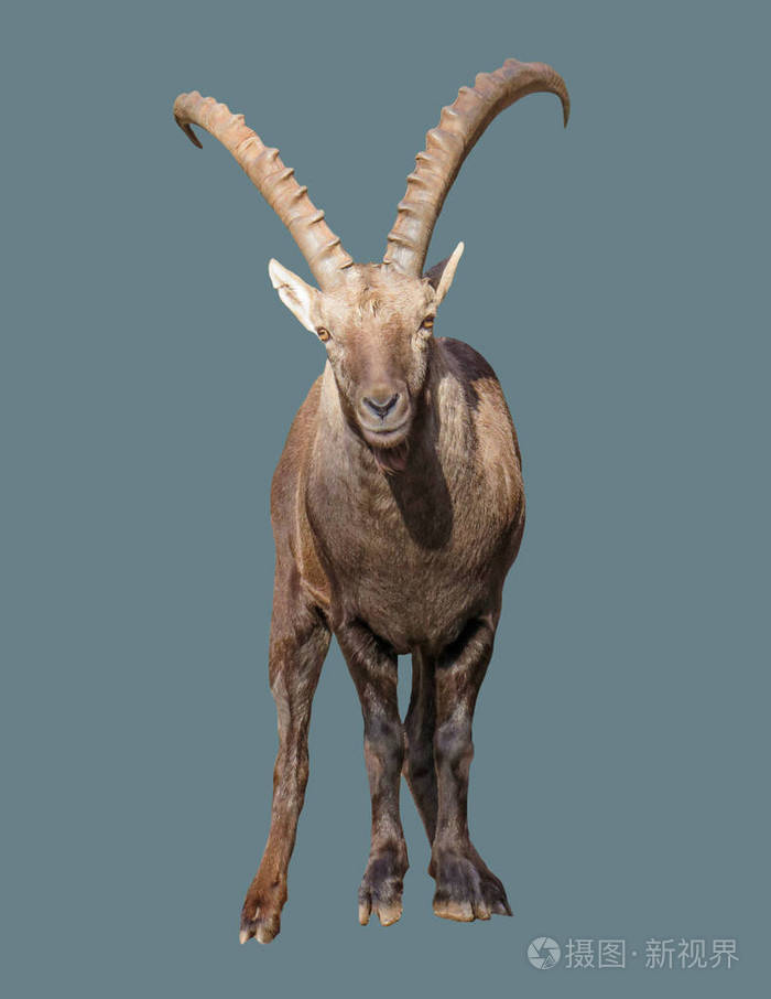 有角的山山羊在孤立的背景上