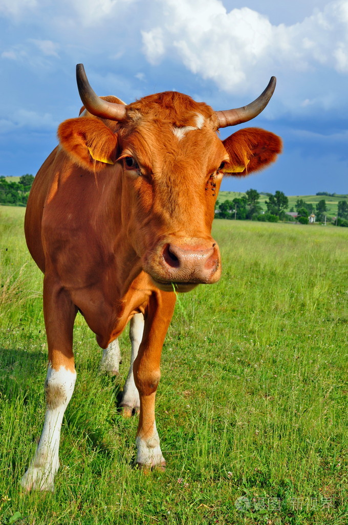 夏季牧场上牛