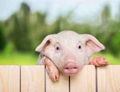 小猪挂在篱笆上, 近距离观看照片