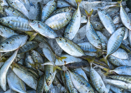 黄尾鱼, 龙根鱼在鱼市交易后捕捉新鲜。这种鱼类生活在越南中部和东南部的水域