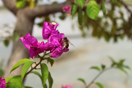 花园里一朵粉色花朵上的蜜蜂图片