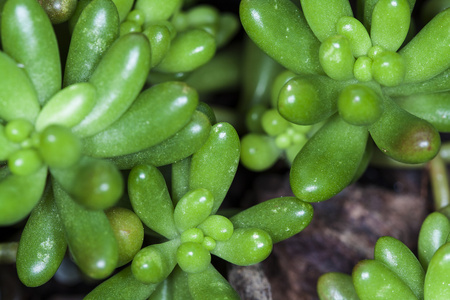 植物 succulente 景天