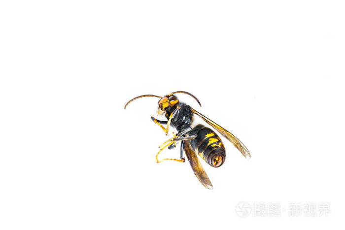 关闭的死亚洲黄蜂黄蜂昆虫宏在白色背景。有毒的毒液动物群体。自然界中的危险概念