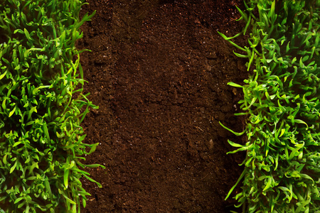 在健康草生长在土壤模式