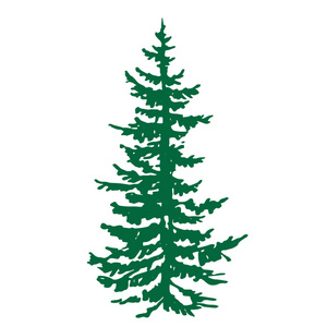 杉木叶在白色背景下分离的杉木针叶树剪影向量图照片