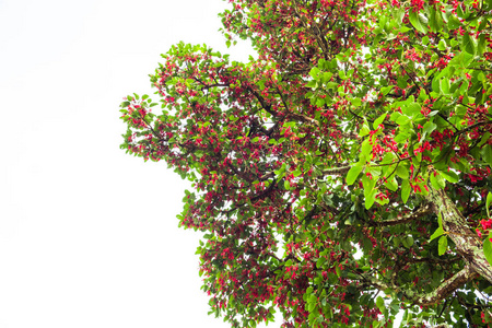 毛 Keruing 树是一种植物, 红色花朵被隔离在白色背景和修剪路径。科学的名称 Dipterocarpus obtusif
