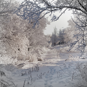 有雪的冬天背景