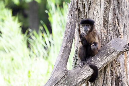 geoffroy 的蜘蛛猴 (蛛八字) 站在树上环顾四周照片
