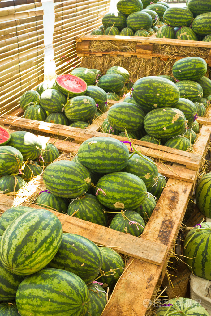 农场的西瓜vattenmeloner frn grden