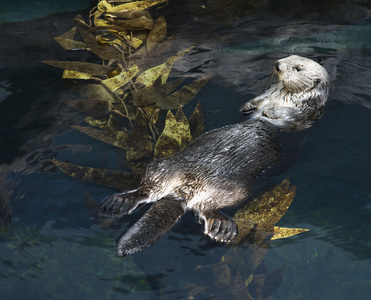 在水族馆中游泳的水獭图片