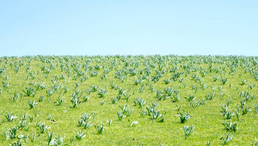 晴朗蓝天下的绿色草原丘陵