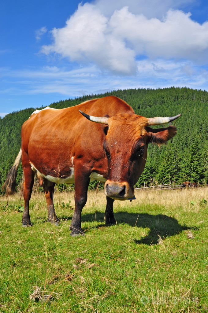 夏季高山牧场上牛