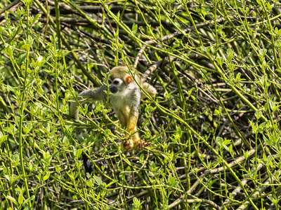 常见的松鼠猴, Saimiri sciureus, 正在寻找食物的立场