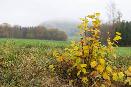 雾蒙蒙的秋树和树叶在德国南部的乡村与绿色的草坪和伊尼丹夏季的颜色附近的慕尼黑和斯图加特城市