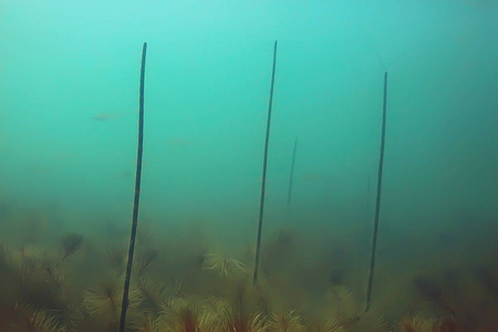 绿色世界藻类水下池塘生态系统的深度研究