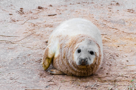 海豹躺在海滩上的唐娜角落海豹殖民地, 英国