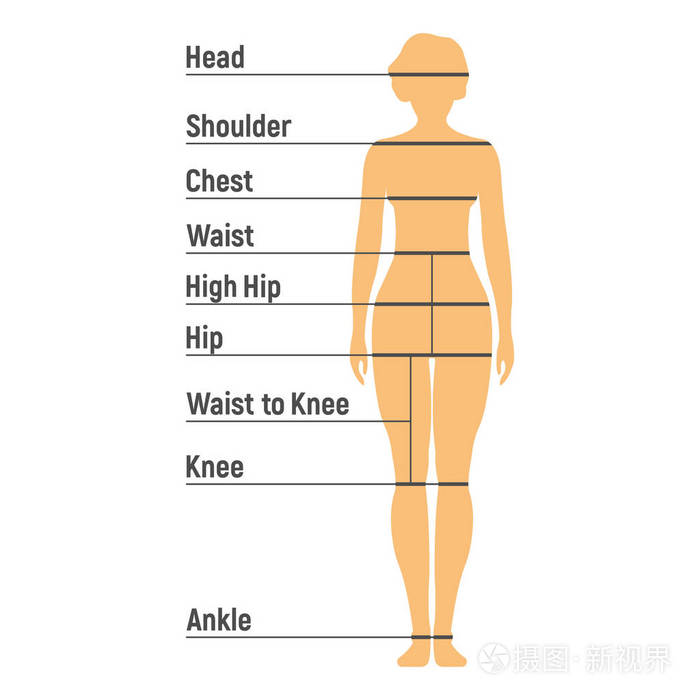 女人大小图表人的正面侧面轮廓在白色背景下隔离向量例证