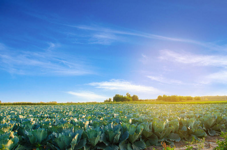 新鲜的有机蔬菜.风景农业.农田,农业照片