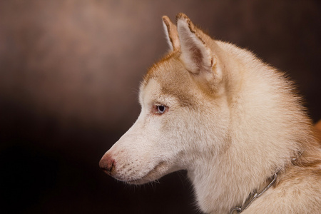 西伯利亚哈士奇猎犬