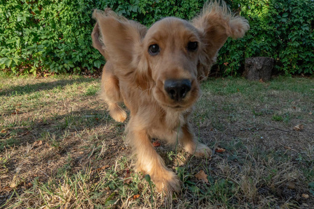 小狗猎犬在绿草上奔跑