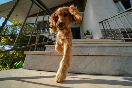 从楼梯上下来的小狗的猎犬肖像