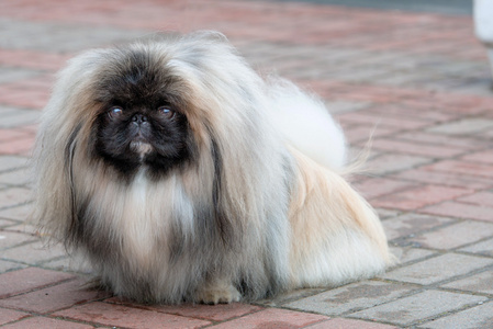 犬佛教北京哈巴狗,狮子狗,只北京狗照片