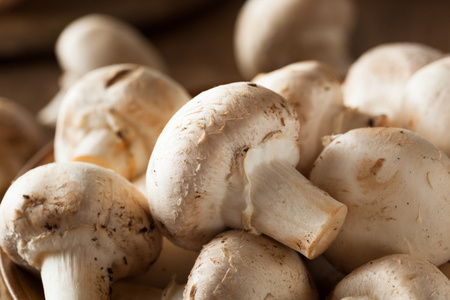 白平菇图片