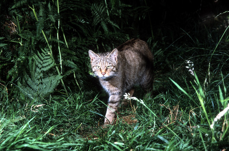 苏格兰野猫，弗利 silvestris