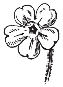 它是樱草植物的花朵。花上有5花瓣, 花瓣是心形的, 复古的线条画或雕刻插图