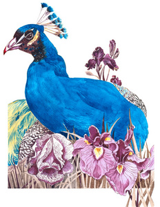 孔雀花图片 孔雀花素材 孔雀花插画 摄图新视界