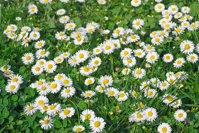在草地上的雏菊花