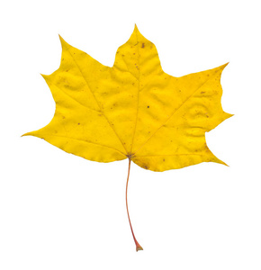 美丽的路径在新的发展住宅区前, 有充满活力的黄色秋天树叶的颜色和