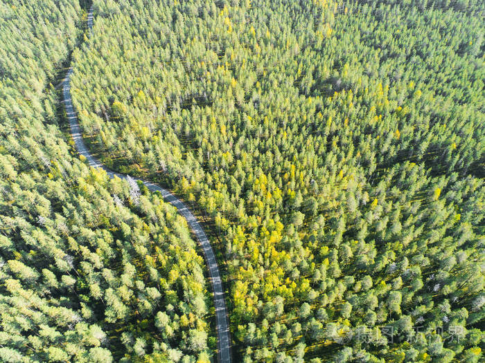 一条乡间小路在森林里的鸟瞰图, 上面有移动的汽车.美丽的风景.
