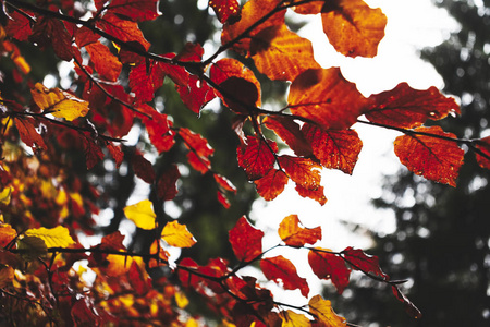 秋天红色湿的叶子哑光看