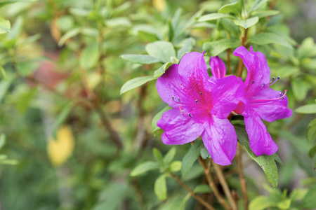 夏日花园里的紫色杜鹃花花