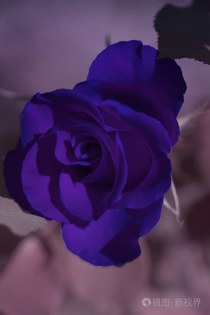 花粉红色背景紫罗兰色粉红色的玫瑰花明信片的背景文本的位置自然