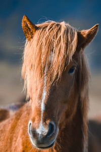 冰岛的马在山上。在冰岛饲养的马品种