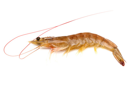 生虾图片-生虾素材-生虾插画-摄图新视界