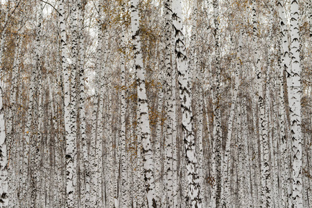 白桦林冬季景观