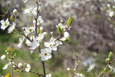 与白色的樱桃花 芽和鲜枝叶在阳光明媚