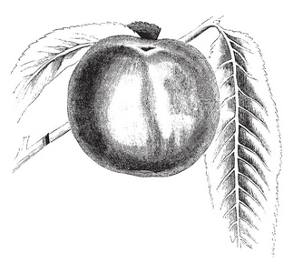 在这个形象是早期约克苹果, 复古线画或雕刻插图
