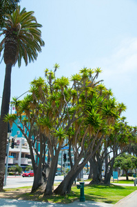 阳光公园中的棕榈树