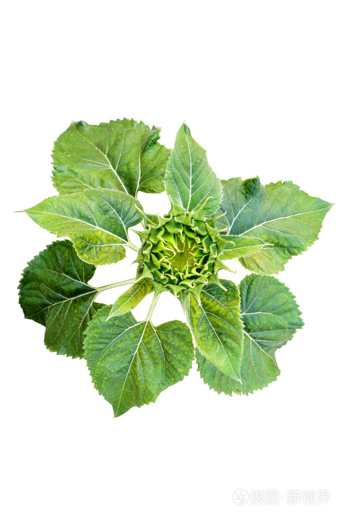 太阳花树的绿色叶子