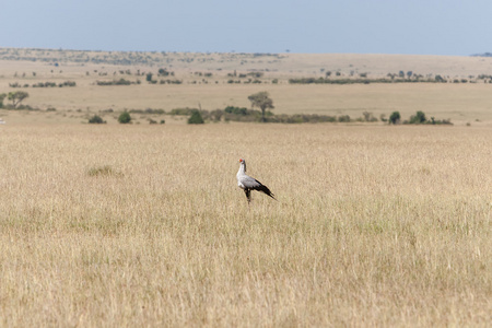 在肯尼亚，非洲大草原的 Secretarybird 或秘书鸟
