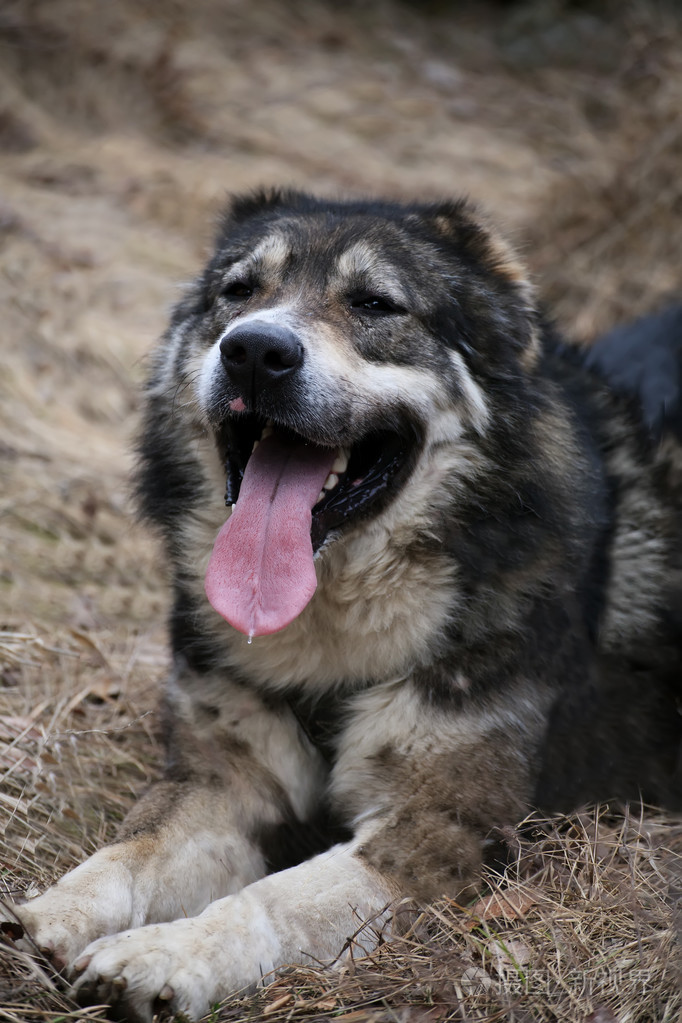 保加利亚狗休息