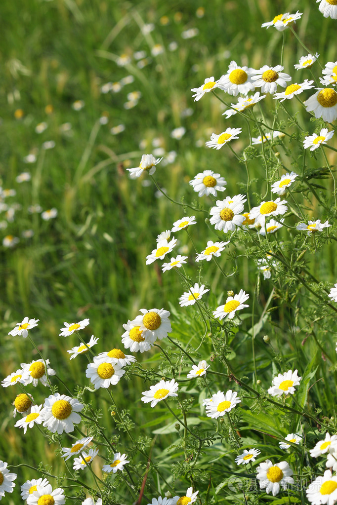 洋甘菊野花春天的季节