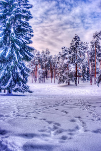 圣诞冬季景观 云杉和松树树覆盖在雪里