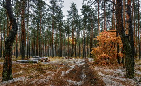 在秋天的森林里散步。第一次下雪。秋天的颜色。冷 冷 地